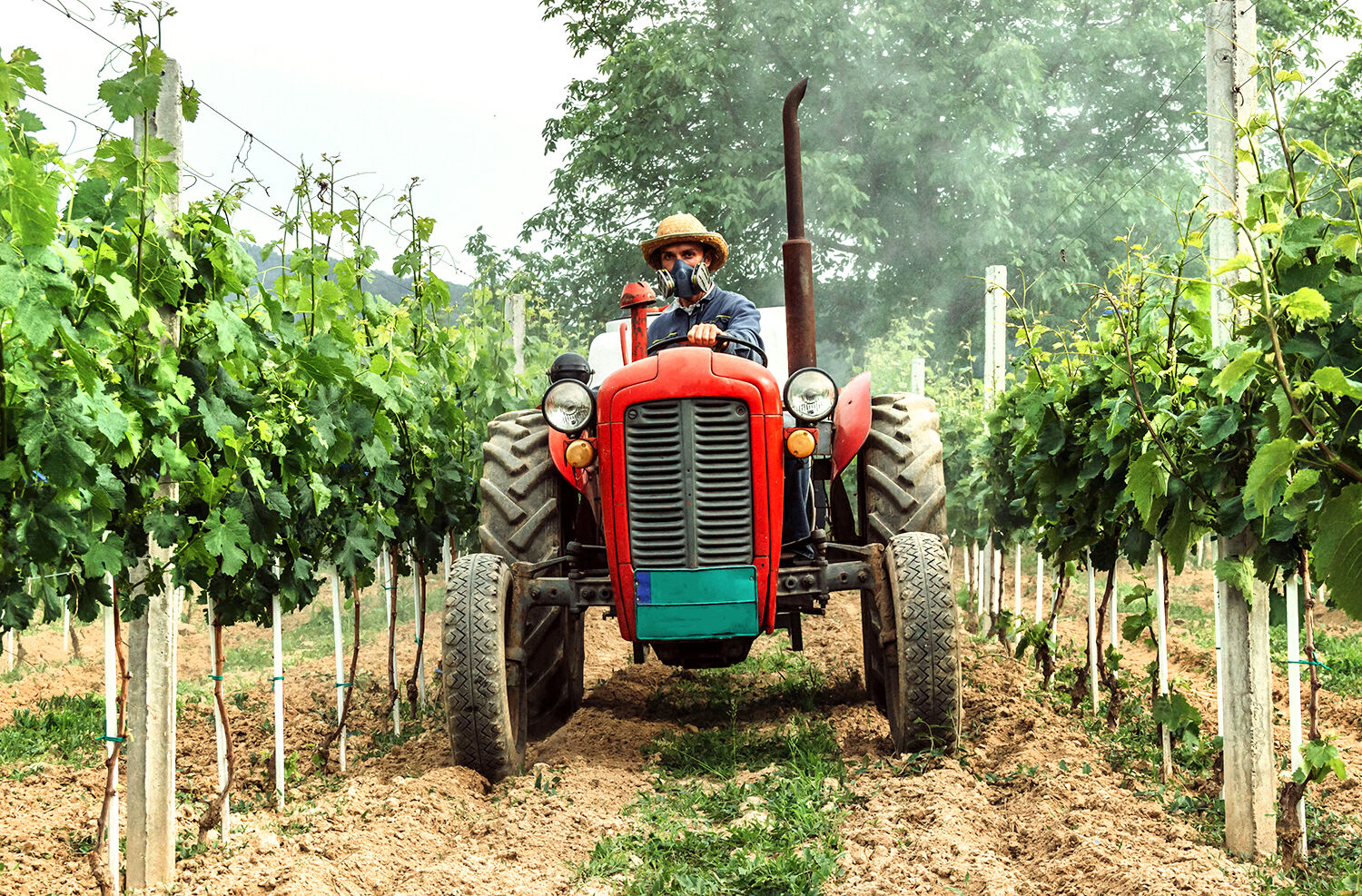Vineyard tractor